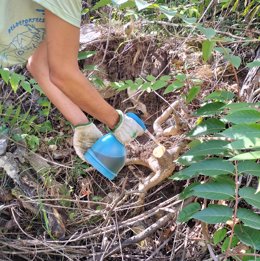 Eliminación del ailanto, una especie exótica, con un herbicida inocuo en la cabecera del río Glorieta en la cuenca del Francolí