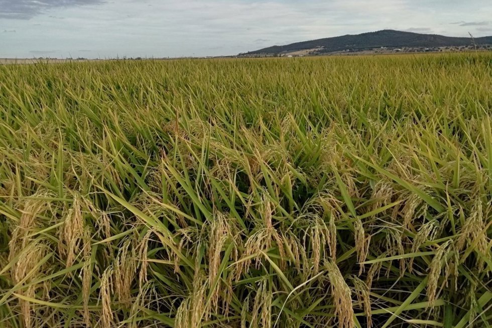 Archivo - Arroz