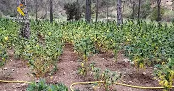 Desmantelada una plantación de marihuana con más de 8.500 plantas en Mira