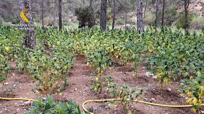 Desmantelada una plantación de marihuana con más de 8.500 plantas en Mira (Cuenca).