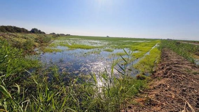 Imagen de una tabla de arroz anegada en la localidad de Los Palacios y Villafranca (mayo 2024, Sevilla).