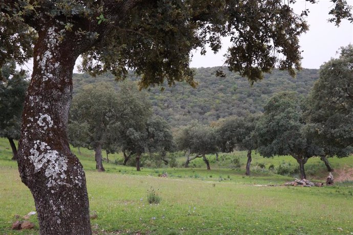 Archivo - Alcornoques en Sierra Morena. 