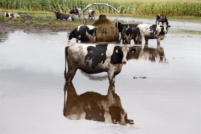 Vacas en un pasto inundado por el desbordamiento del río Anllo, a 9 de octubre de 2024, en Goá, Vilalba, Lugo, Galicia (España). La Agencia Estatal de Meteorología (AEMET) ha puesto a Galicia en alerta naranja por la borrasca Kirk, que provoca rachas de v