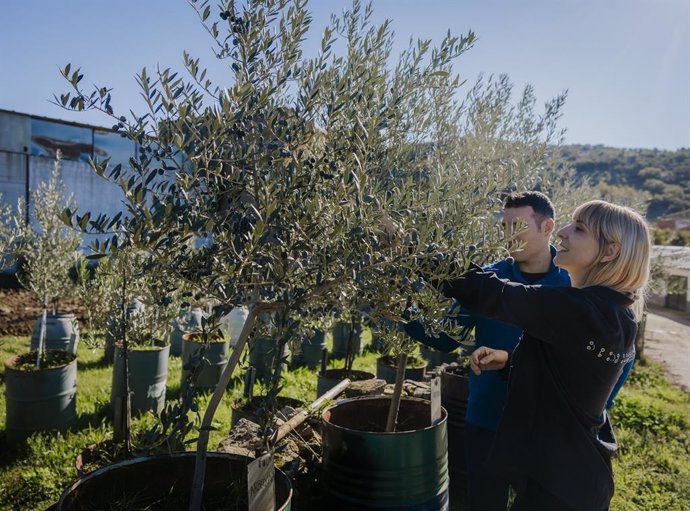 Una mujer recoge aceitunas de un olivo.