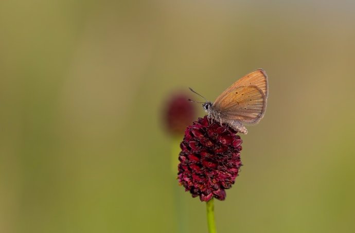 Un ejemplar de esta especie