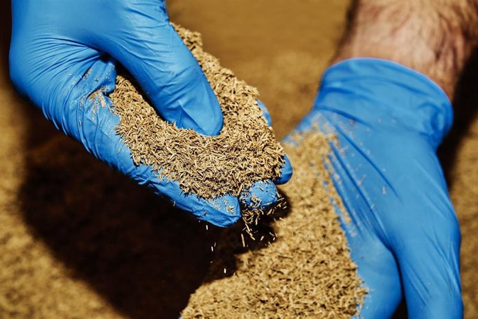 Archivo - Poda de olivar.