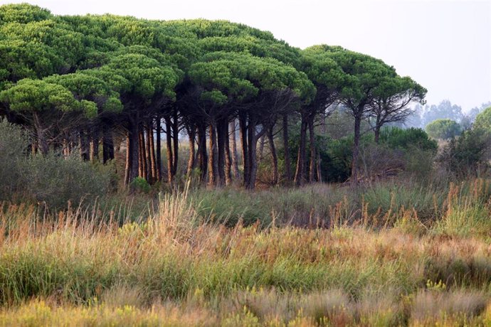 Archivo - Vistas del Parque Natural de Doñana