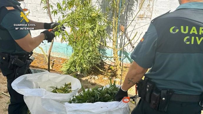 Agentes de la Guardia Civil desmantelando plantaciones de marihuana.