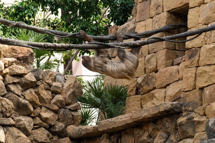 Perezoso en Bioparc Fuengirola