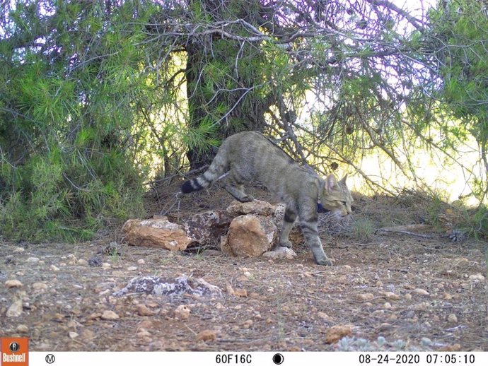 Ejemplar de gato montés.