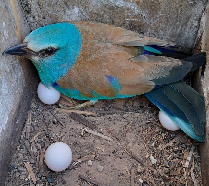 Un ejemplar de arrendajo azul en una caja nido de Endesa.