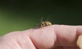 Foto: ¿Temes las picaduras de avispas o de abejas? Aquí te contamos cómo se puede curar la alergia a su veneno