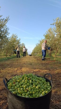 Olivos andaluces