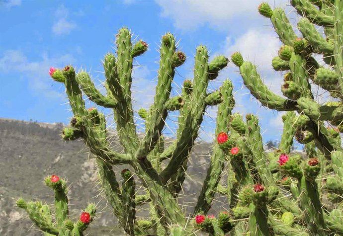 Cylindropuntia tunicata, especie invasora.