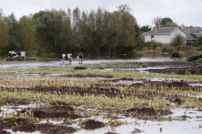 Vacas en un pasto inundado por el desbordamiento del río Anllo, a 9 de octubre de 2024, en Goá, Vilalba, Lugo, Galicia (España). La Agencia Estatal de Meteorología (AEMET) ha puesto a Galicia en alerta naranja por la borrasca Kirk, que provoca rachas de v