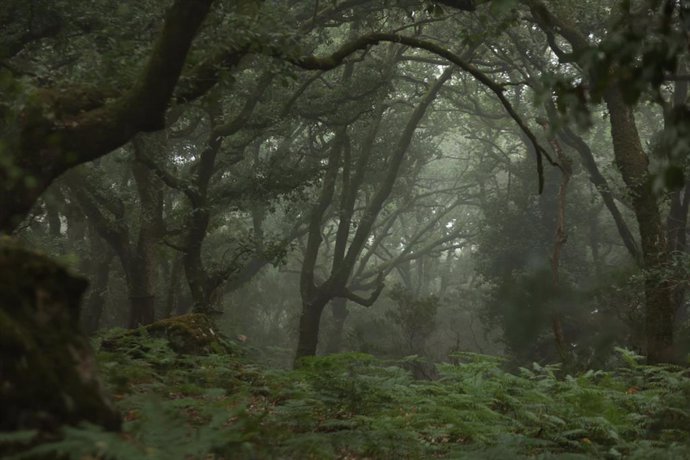 Archivo - Imágenes del Bosque de Niebla del Parque Natural de Los Alcornocales, a 18 de julio de 2024, en Algeciras, Cádiz, (Andalucía, España). 