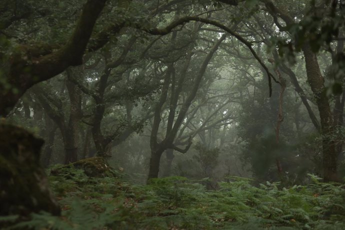 Archivo - Imágenes del Bosque de Niebla del Parque Natural de Los Alcornocales, a 18 de julio de 2024, en Algeciras, Cádiz, (Andalucía, España). El consejero de Sostenibilidad, Medio Ambiente y Economía Azul, Ramón Fernández-Pacheco, ha visitado el proyec