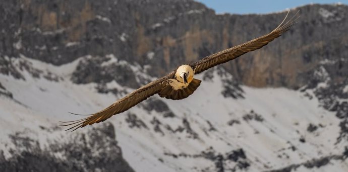 Un ejemplar adulto de quebrantahuesos en vuelo.