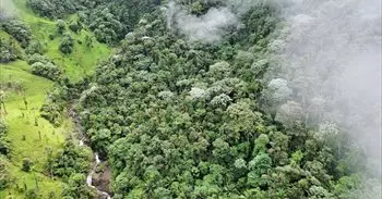 La extinción masiva en un bosque nuboso ecuatoriano fue un espejismo