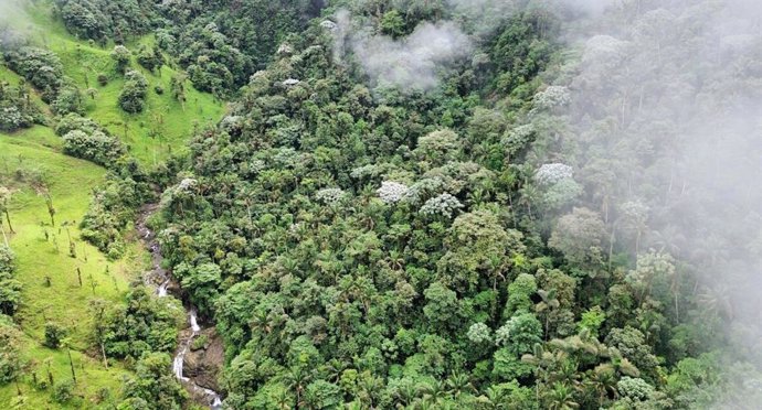 Imagen aérea de tierras de cultivo para ganado lechero junto a una zona de bosque sobreviviente.