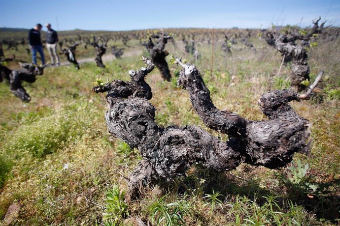 Archivo - Viñedo de cepas viejas, en Bembibre, a 12 de abril de 2024, en Bembibre, León, Castilla y León (España). Una recogida de firmas a través de una plataforma digital (‘Bierzo fuera de serie’) trata de lograr una “amnistía” para 500 hectáreas de viñ