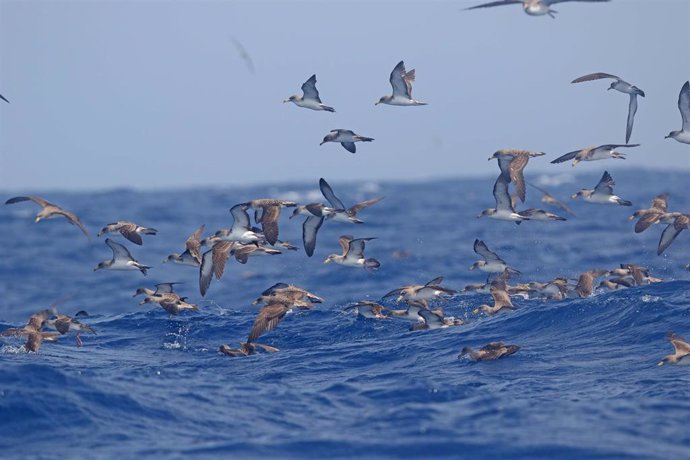 SEO/BirdLife inicia una nueva campaña de recogida de aves marinas deslumbradas en Canarias