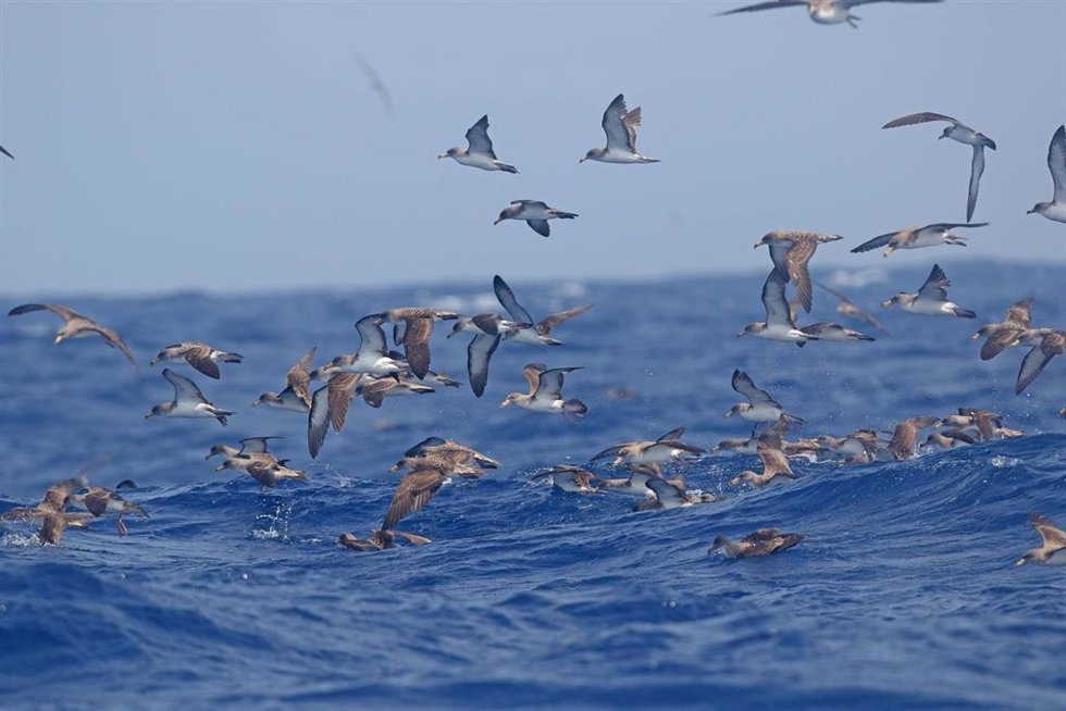 SEO/BirdLife inicia una nueva campaña de recogida de aves marinas deslumbradas en Canarias