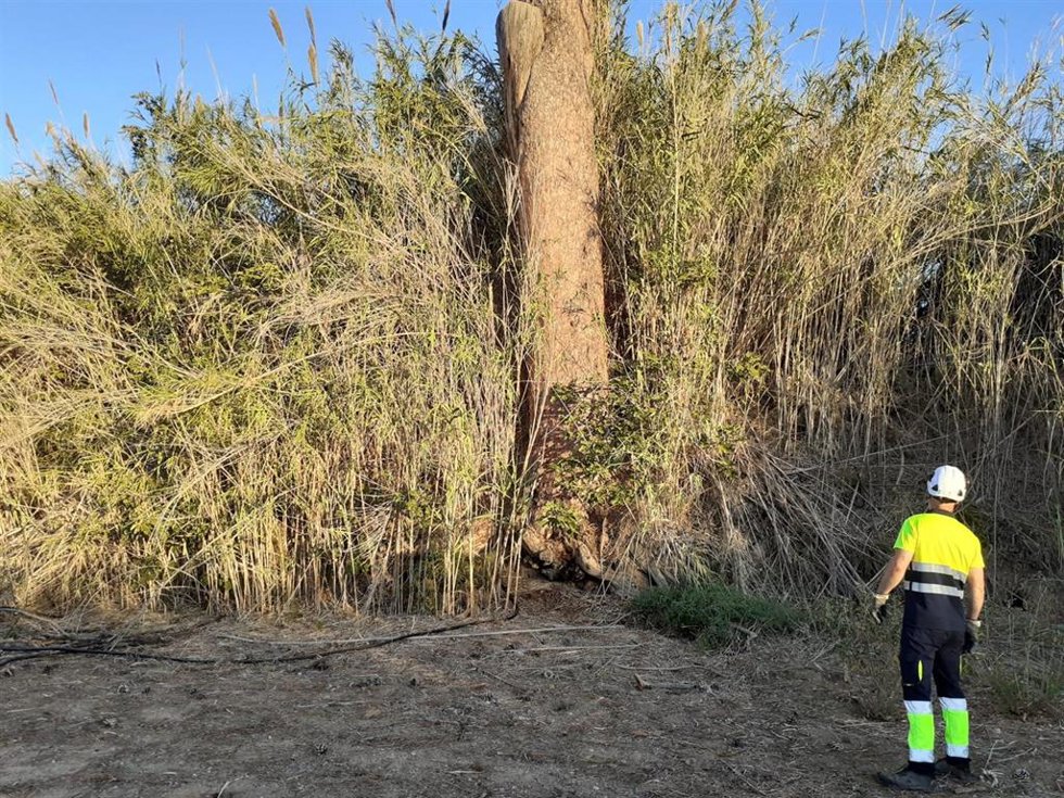 Murcia recurre al riego de emergencia para garantizar la supervivencia de los pinos centenarios de Churra ante la sequía