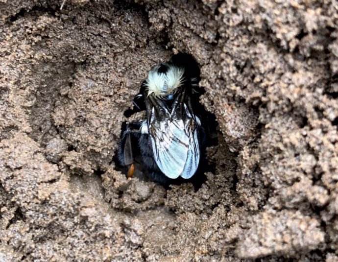 Latam.-Ciencia.-Las reinas de los abejorros eligen suelos con pesticidas para hibernar