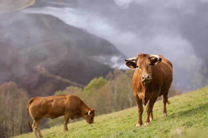 Archivo - Varias vacas pastan con un fonde de monte quemado en O Sollío, a 30 de marzo de 2023, en O Sollío, Baleira, Lugo, Galicia (España). El incendio forestal declarado en Baleira (Lugo) continúa activo y afecta ya a 1.100 hectáreas, según recoge el ú