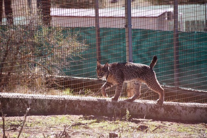 Lince en las instalaciones de La Olivilla