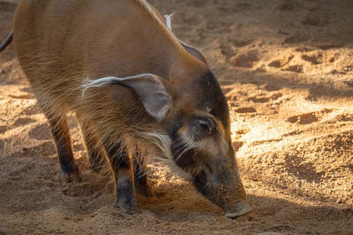 Una hembra de potamóquero rojo llega a Bioparc Fuengirola