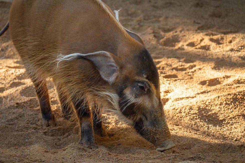 Una hembra de potamóquero rojo llega a Bioparc Fuengirola