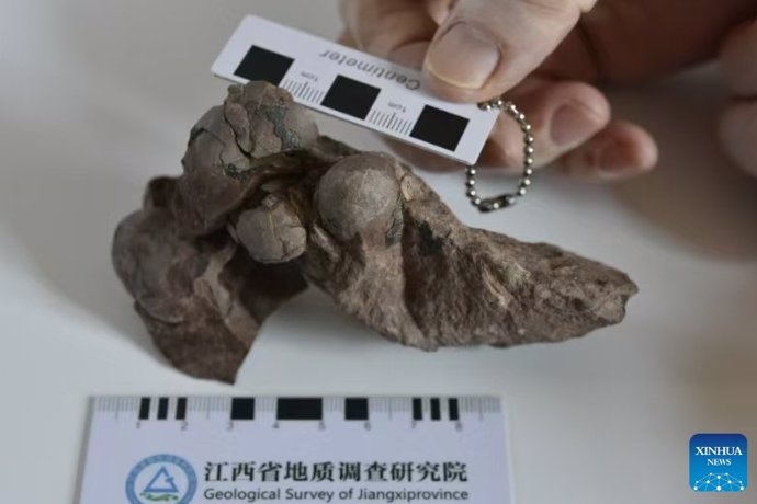 Esta foto de archivo sin fecha muestra un nuevo tipo de fósiles de huevos de dinosaurio descubiertos en la ciudad de Ganzhou.