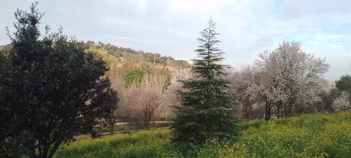 Algunos de los árboles que han sido talados en el Parque del Príncipe de Cáceres por las obras de ampliación del aparcamiento