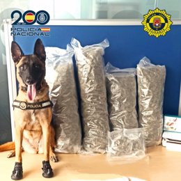 Detenido un varón por tráfico internacional de drogas en Alicante gracias a un perro especializado.