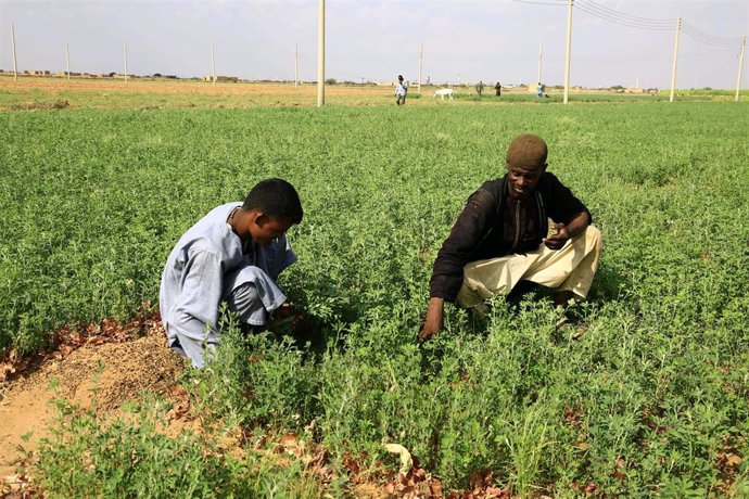 Archivo - Dos personas trabajan en una granja de Omdurman, ciudad situada al norte de Jartum, la capital de Sudán. 