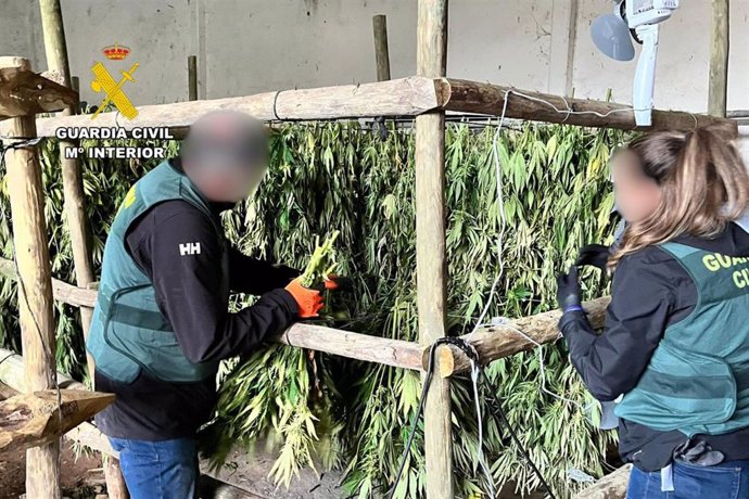 La Guardia Civil desmantela una plantación de marihuana con más de 2.000 plantas