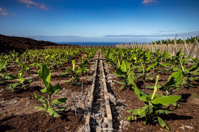 Archivo - Replantación de varias fincas de cultivo de plátano que quedaron arrasadas por la lava del volcán en el municipio de Tazacorte, a 14 de septiembre de 2022, en La Palma, Santa Cruz de Tenerife Canarias (España). 