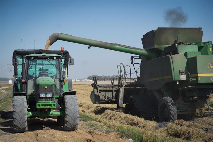 Máquinas agrícolas recolectando arroz este martes en Sevilla.