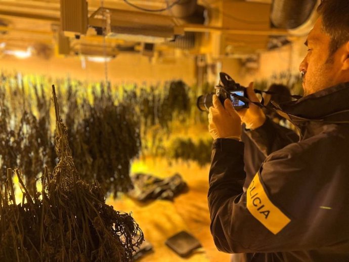 Un agente de los Mossos d'Esquadra fotografía un secadero de marihuana desmantelado en el marco de un dispositivo contra un grupo criminal dedicado a robos con fuerza y delitos contra la salud pública