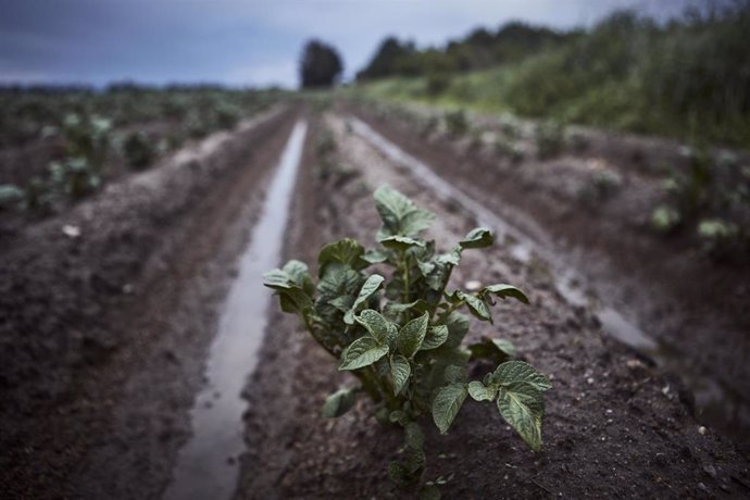 Archivo - Vegetación de plantaciones de cosechas de patata, a 6 de junio de 2023, en A Limia, Ourense, Galicia (España). Las comarcas de Monterrei, O Ribeiro y A Limia son las más afectadas por el granizo y la lluvia. Las fuertes tormentas que se han regi