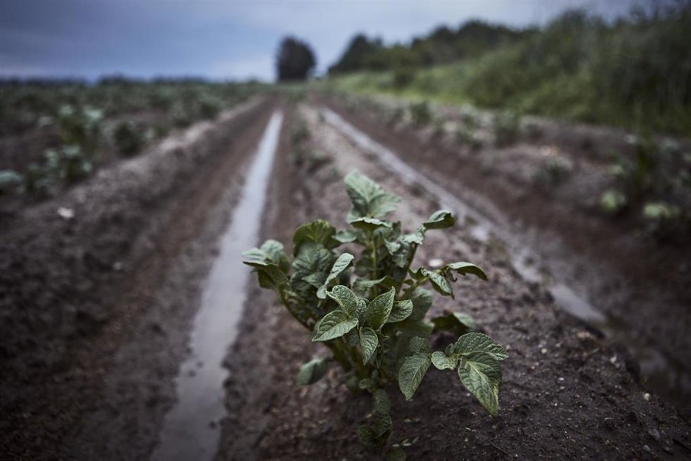 Archivo - Vegetación de plantaciones de cosechas de patata, a 6 de junio de 2023, en A Limia, Ourense, Galicia (España). Las comarcas de Monterrei, O Ribeiro y A Limia son las más afectadas por el granizo y la lluvia. Las fuertes tormentas que se han re