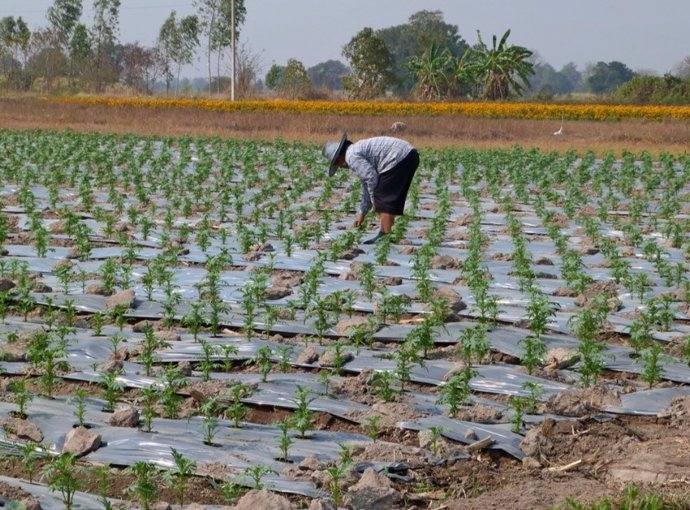 Latam.-Ciencia.-La plasticultura está contaminando los campos agrícolas