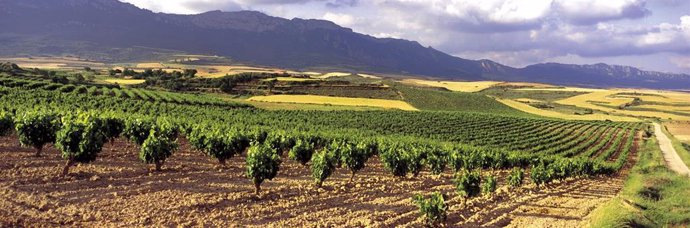 Panorámica de viñedo en la Rioja Alavesa