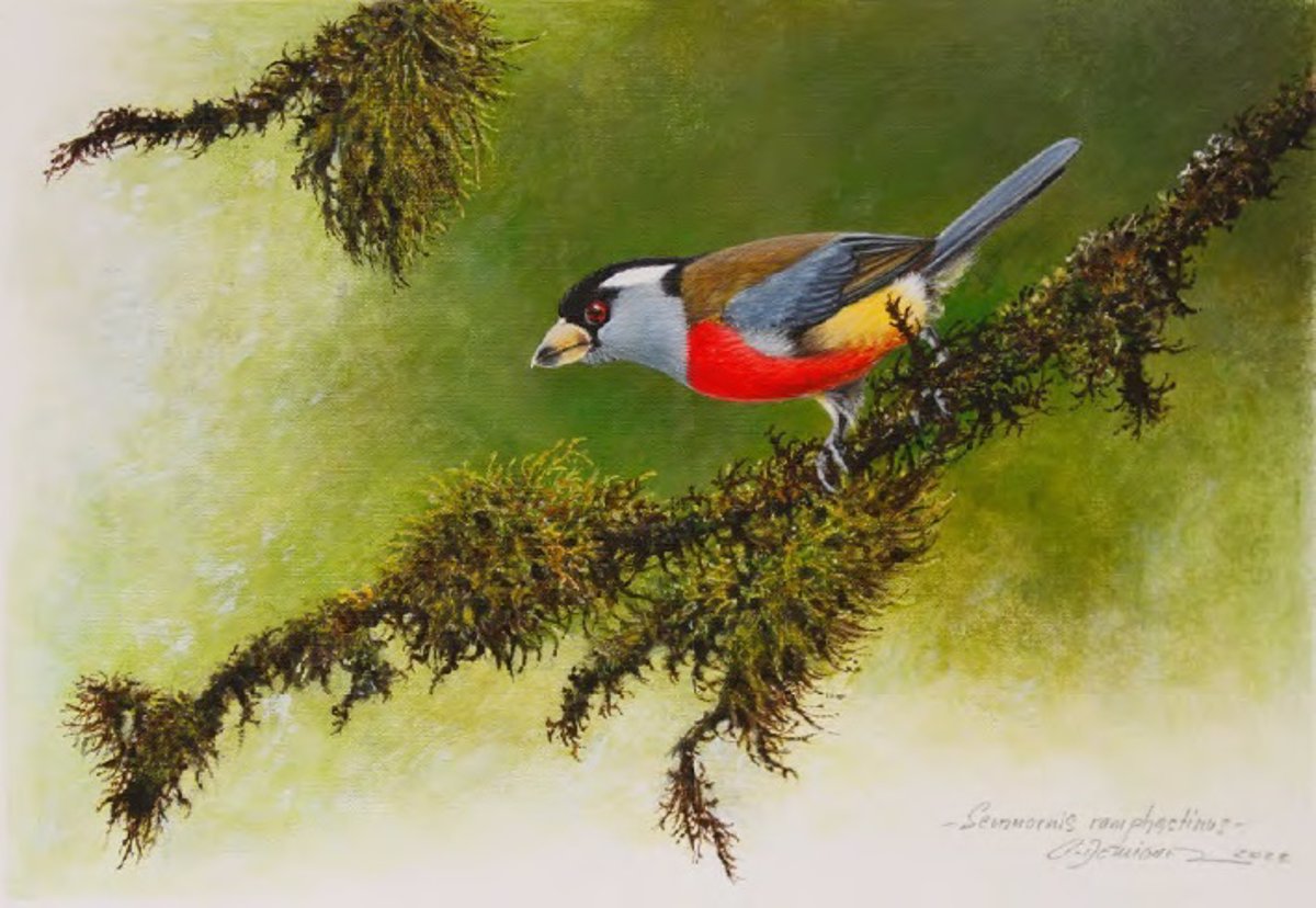 The Museum of Natural Sciences exhibits 22 paintings that show the diversity of birds in the Andean Chocó