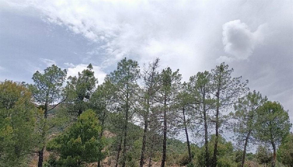 Diferentes estados de decaimiento de Pinus pinaster en el suroeste de la Comunidad de Madrid.