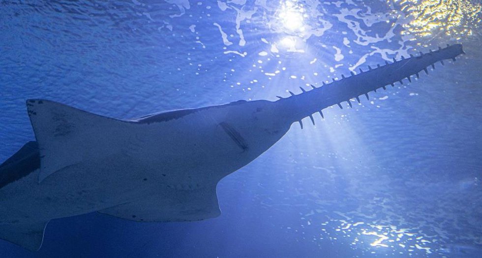 Archivo - Remy, el nuevo pez sierra en l'Oceanogrfic