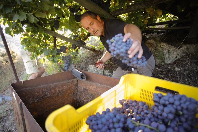 Archivo - El cosechero estadounidense Zak Elfman recoge racimos de godello y garnacha, a 9 de septiembre de 2022, en A Ribeira Sacra, Sober, Lugo, Galicia (España). Este año el grueso de la vendimia ha previsto una menor producción respecto a los 73 millo