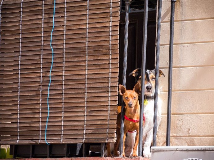 Dos perros en un balcón